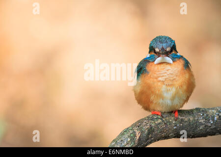 Gemeinsamen Eisvogel (Alcedo Atthis) weiblich, thront auf Zweig. Provinz Barcelona. Katalonien. Spanien. Stockfoto