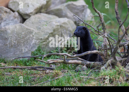 Amerikanischer Nerz Amerikanischer Nerz Mustela vison Stockfoto