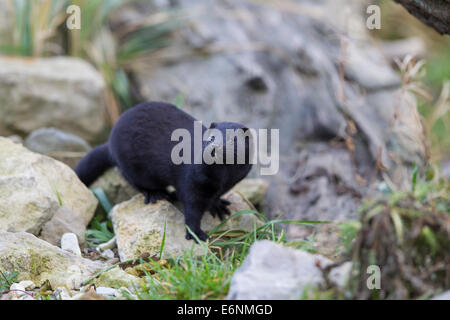 Amerikanischer Nerz Amerikanischer Nerz Mustela vison Stockfoto