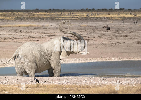 Afrikanischer Elefant (Loxodonta Africana) in einem Wasserloch, der Schlamm über seinen Körper wirft. Etosha Nationalpark, Namibia, Afrika Stockfoto