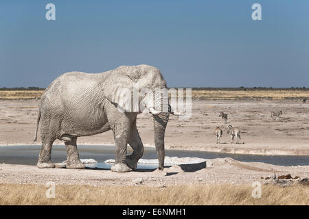 Afrikanischer Elefant (Loxodonta Africana) Bulle vor einem Wasserloch, hinter Zebras. Etosha Nationalpark, Namibia, Afrika Stockfoto