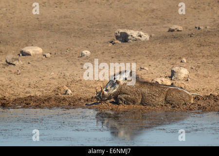 Afrikanischer Warthog (Phacochoerus Africanus) rollt im Schlamm am Wasserloch. Etosha Nationalpark, Namibia, Afrika Stockfoto