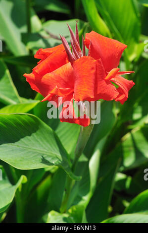 rote Canna Lily Stockfoto