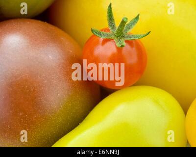 Bornow, Deutschland. 27. August 2014. Benedicta von Branca hält eine Auswahl an Tomaten in ihrem Bauernhof Hof bin Weinberg in Bornow, Deutschland, 27. August 2014. Ihre Kunden rufen sie die Tomate Frau, weil sie 180 verschiedene Sorten von Tomaten wächst. Sie verkauft Tomaten auf den Berliner Wochenmärkten und ihre Internet-Site ist www.tomatenfrau.de. Foto: PATRICK PLEUL/ZB/Dpa/Alamy Live News Stockfoto