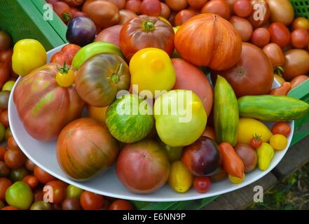 Bornow, Deutschland. 27. August 2014. Eine Auswahl an Tomaten auf Benedicta von Branca Bauernhof Hof bin Weinberg in Bornow, Deutschland, 27. August 2014. Ihre Kunden rufen sie die Tomate Frau, weil sie 180 verschiedene Sorten von Tomaten wächst. Sie verkauft Tomaten auf den Berliner Wochenmärkten und ihre Internet-Site ist www.tomatenfrau.de. Foto: PATRICK PLEUL/ZB/Dpa/Alamy Live News Stockfoto