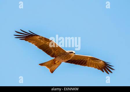 Schwarzmilan Milvus migrans Stockfoto