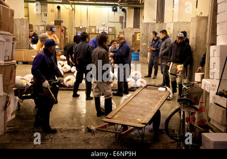 Thunfisch-Auktion im Tsukiji-Fischmarkt, Tokio, Japan, Asien, der größte Großhandel Meeresfrüchte-Markt in der Welt. Menschen, Männer, Arbeiter Stockfoto