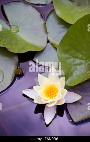 Eine Seerose im Gartenteich UK Stockfoto