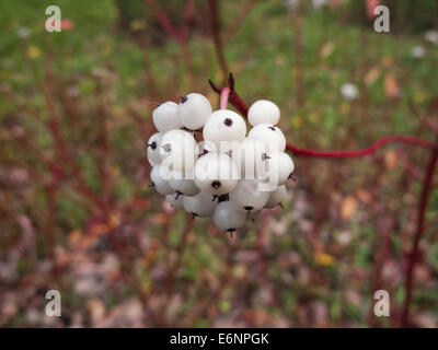 Weiße Hartriegel Beeren im Herbst Stockfoto