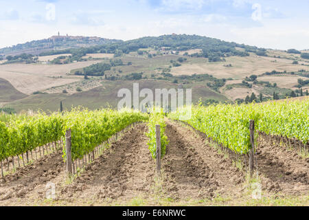 Valle Orcia, Italien. Toskanische Wideyard während der Frühjahrssaison. Stockfoto