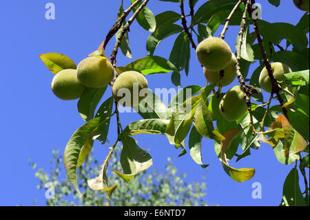 Die unreife Pfirsich Frucht am Baum Stockfoto