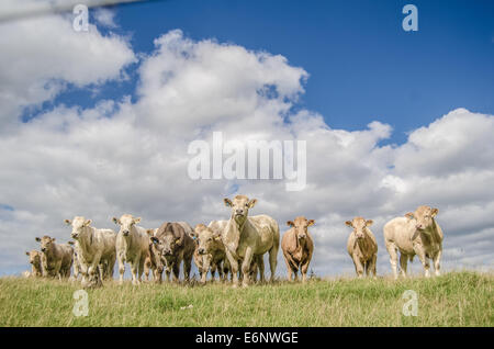 Foto von einer Herde Kühe auf einem Hügel mit blauem Himmel Landwirtschaft Stockfoto