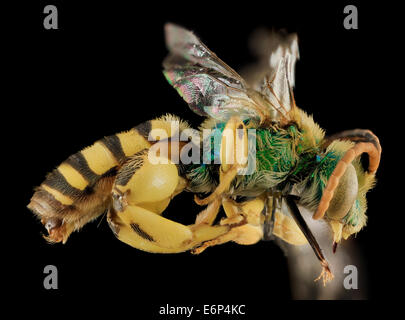 Agapostemon Femoratus, M, Seite, Weymouthskiefer Co, NV 2013-12-12-145033 ZS PMax 11347372624 o überprüfen diese Biene heraus! Jemand mit einem Auge kann sagen, wie es heißt, dieser Mann geriet in der Great Basin National Monument, Nevada im Rahmen einer Befragung von Bienen in Stockfoto