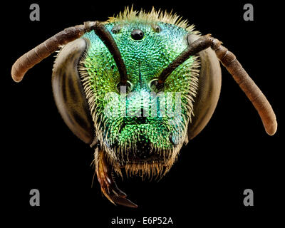 Agapostemon Splendens, f, Kopf, Anne Arundel County, md 2014-07-09-133757 ZS PMax 14432919367 o eine andere Biene verbunden mit tiefer Stockfoto