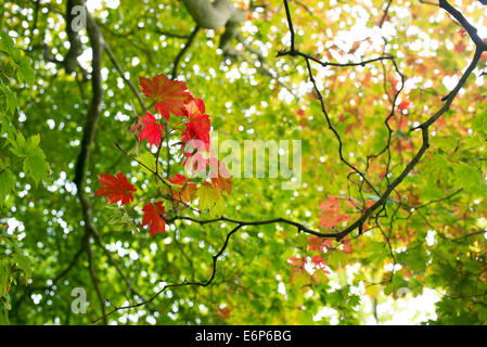 Acer Japonicum Vitifolium. Downy japanischer Ahorn oder Vollmond Ahorn Blätter Farbwechsel im Herbst. Selektiven Fokus Stockfoto