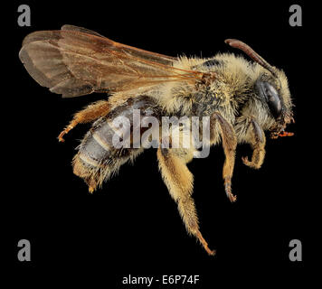 Andrena Barbilabris, U, Seite, PG County, MD 2013-07-12-152714 ZS PMax 10735178206 o ein Weibchen gesammelt von Tracy Zarillo aus der Region New Haven Andrena Barbilabris, U, Seite, PG-Grafschaft, MD 2013-07-12-15.27.14-ZS-PMax Stockfoto