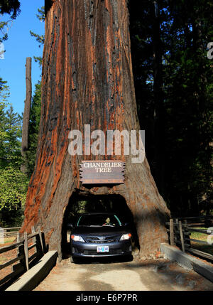 Ein Auto durch den Kronleuchter Redwood-Baum auf Highway 101 in Nordkalifornien Stockfoto