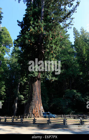 Ein Auto durch den Kronleuchter Redwood-Baum auf Highway 101 in Nordkalifornien Stockfoto