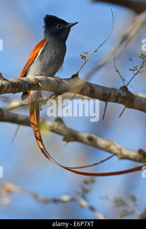 African Paradise Flycatcher (Terpsiphone Viridis SSP. Plumbeiceps), Stockfoto