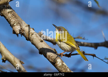 Gulbrystet Apalis (Apalis Flavida SSP. Florisuga), gelb-breasted Apalis, Cisticolidae Stockfoto