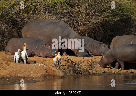 Flusspferd (Hippopotamus Amphibius), rot-billed Oxpecker (Buphagus Erythrorhynchus) und Yellow-billed Stork (Mycteria Ibis), Stockfoto