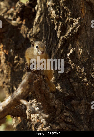 Baum-Eichhörnchen oder Smiths Bush Eichhörnchen [Paraxerus Cepapi], Sciuridae Stockfoto