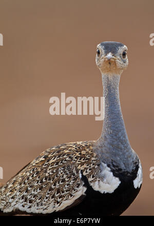 Korhaan rot-crested, Männlich (Lophotis Ruficrista) (Eupodotis Ruficrista), rot-crested Trappe Stockfoto