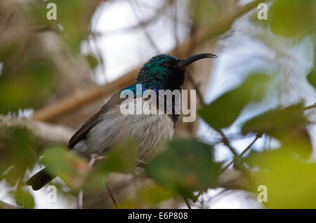 Weißer-breasted Sunbird (Cinnyris Talatala) männlich, Southern White-bellied Sunbird, Nectariniidae Stockfoto