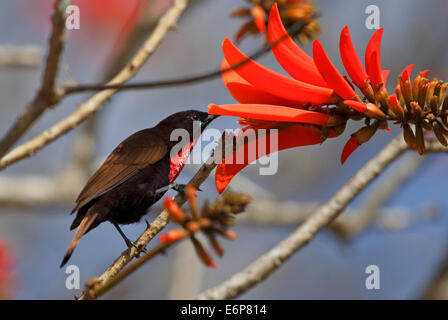 Scharlach-chested Sunbird (Chalcomitra Senegalensis SSP. Gutturalis) männlich, Nectariniidae Stockfoto