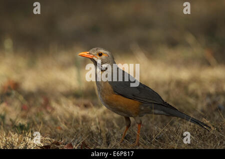 Kurrichane Drossel (Turdus Libonyanus) auf dem Boden, Turdidae Stockfoto