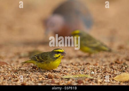 Gelb-fronted Canary (Crithagra Mozambica) auf dem Boden Stockfoto