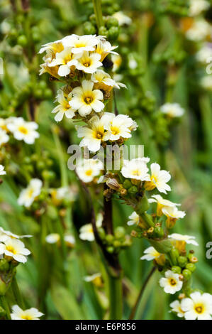 Sisyrinchium Striatum. Stockfoto