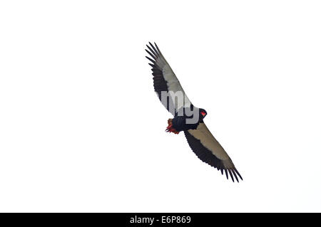 Bateleur (Terathopius Ecaudatus), Accipitridae Stockfoto
