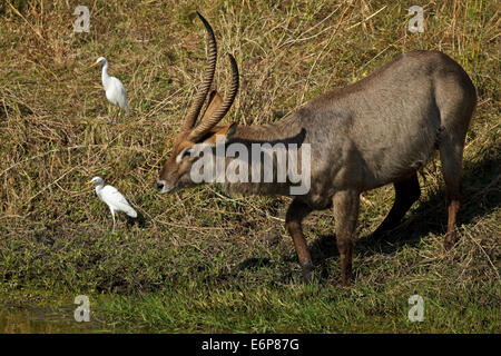 Ellipsen Wasserbock (Kobus Ellipsiprymnus SSP Ellipsiprymnus), gemeinsame Wasserbock, männlich mit Kuhreiher (Bubulcus Ibis), Stockfoto