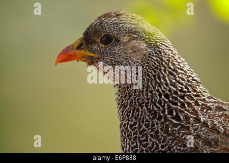 Natal Spurfowl (Pternistis Natalensis), Phasianidae Stockfoto