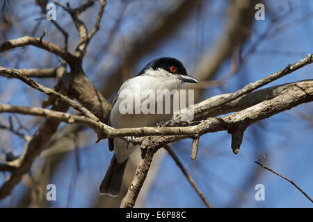 Black-backed Puffback (Dryoscopus Cubla), Malaconotidae Stockfoto