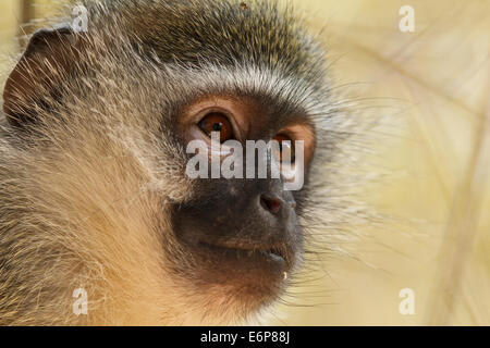 Vervet Affe (Chlorocebus Pygerythrus Pygerythrus) (grüne Aethiops Pygerythrus), Cercopithecidae Stockfoto
