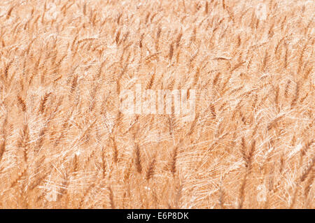 USA, Kansas. Kansas-Weizen Stockfoto