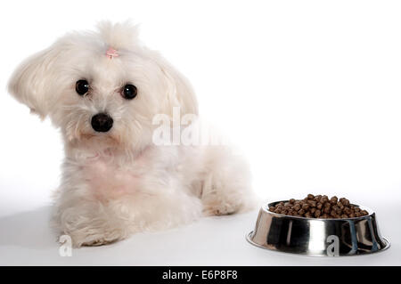 Malteser Hund mit Pferdeschwanz auf weißem Hintergrund Stockfoto