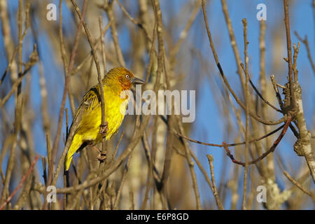 Kap-Weber (Ploceus Capensis), meisten Stockfoto