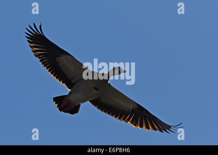 Nilgans (Alopochen Aegyptiacus) im Flug Stockfoto