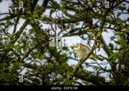 Fitis in der Hecke, Yorkshire, Großbritannien Stockfoto