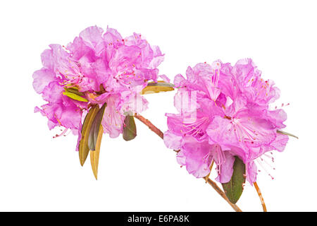 Blüten in den frühen nördlichen Blütenstrauch, der PJM Rhododendron in einer Studioumgebung. Stockfoto