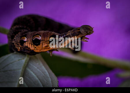 Elephant hawk Motte Larve (Caterpillar) auf Sommerflieder mit einem lila Hintergrund Stockfoto