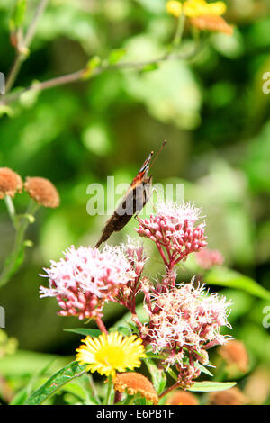 Seitenansicht eines Schmetterlings Red Admiral am Anfang ein wilder Thymian (Thymus Serpyllum) Anlage Stockfoto