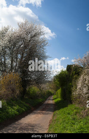 Schmale kurvenreiche Landstraße im Frühjahr mit einer Hecke blühende Blackthorn und Wildkirsche, Northamptonshire, England. Stockfoto