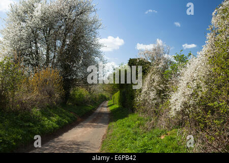Schmale kurvenreiche Landstraße im Frühjahr mit einer Hecke blühende Blackthorn und Wildkirsche, Northamptonshire, England. Stockfoto