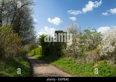 Schmale kurvenreiche Landstraße im Frühjahr mit einer Hecke blühende Blackthorn und Wildkirsche, Northamptonshire, England. Stockfoto