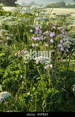 Eine am Straßenrand Hecke und Wildblumen im frühen Morgenlicht in der Nähe von Harlestone in Northamptonshire, England. Stockfoto