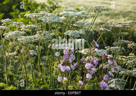 Eine am Straßenrand Hecke und Wildblumen im frühen Morgenlicht in der Nähe von Harlestone in Northamptonshire, England. Stockfoto